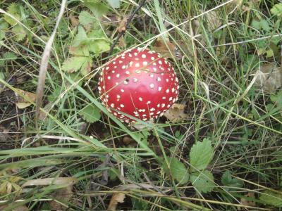 Прикрепленное изображение: DSC0030.jpg